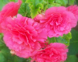 Prize winning Fortune Rose Begonia's from  my Garden....