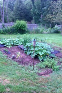 My Garden of many tomatoes and cucumbers. 2013